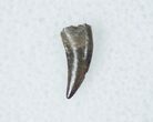 Acheroraptor (Dromaeosaur) Tooth - Montana #12268-1